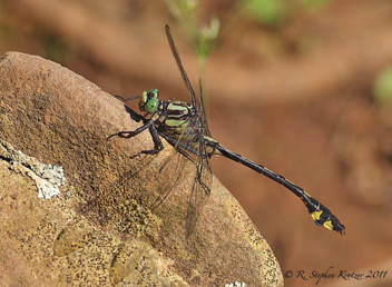 Gomphurus lineatifrons, male